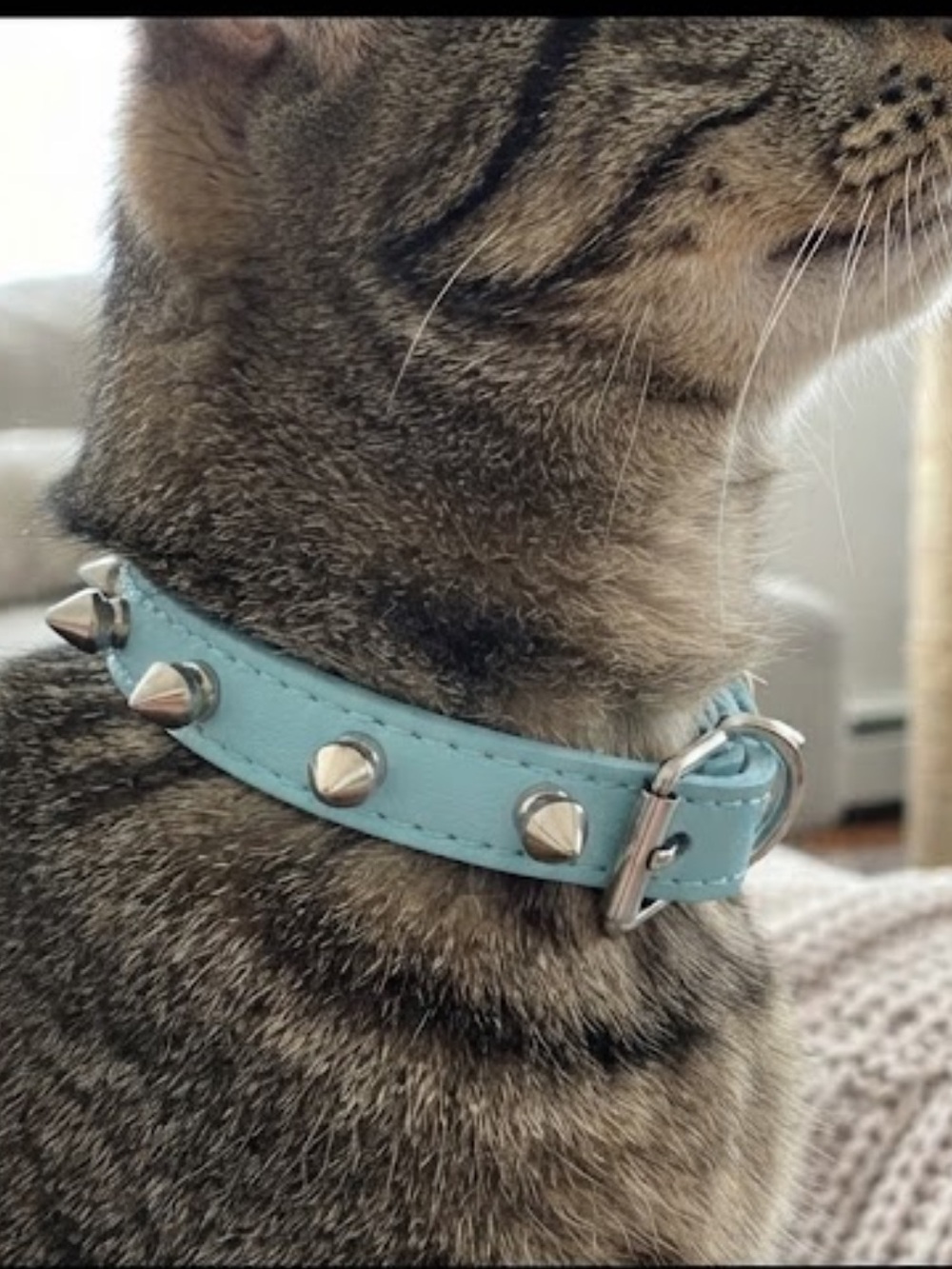 UDESIGNUSA Leather Adjustable Cats (Large 14-18) Blue New